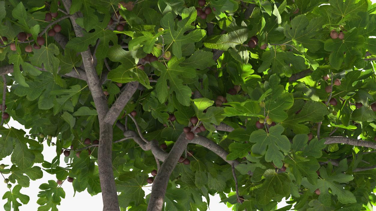 3D Fig Tree Two Trunks with Fruits