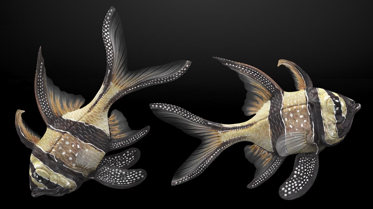 Banggai Cardinalfish Rigged 3D