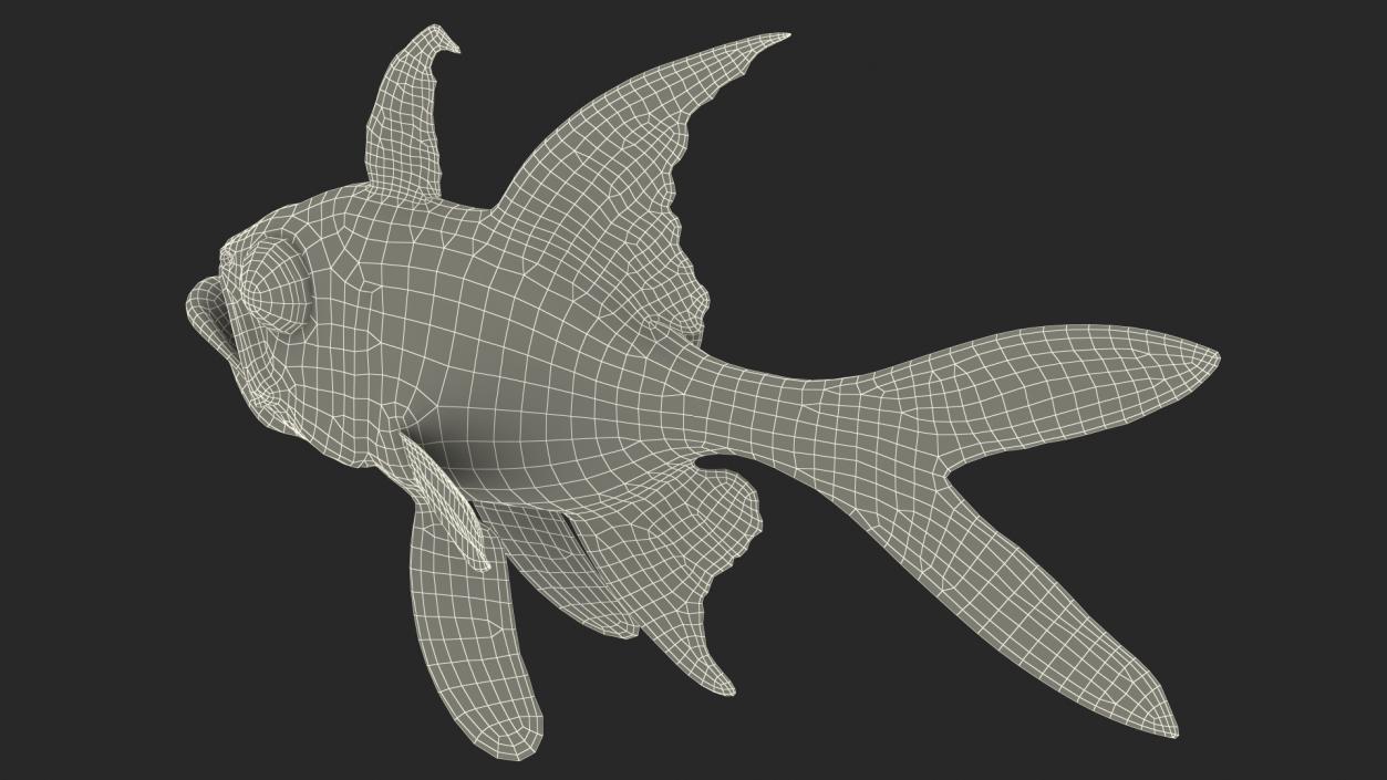 Banggai Cardinalfish Rigged 3D