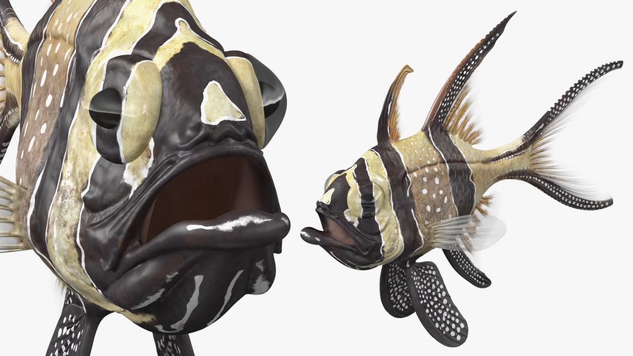 Banggai Cardinalfish Rigged 3D