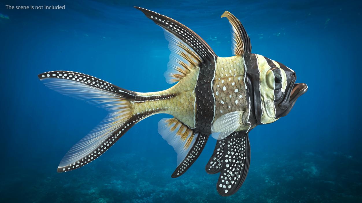 Banggai Cardinalfish Rigged 3D