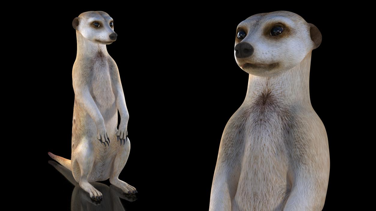 3D model Meerkat Sitting Pose