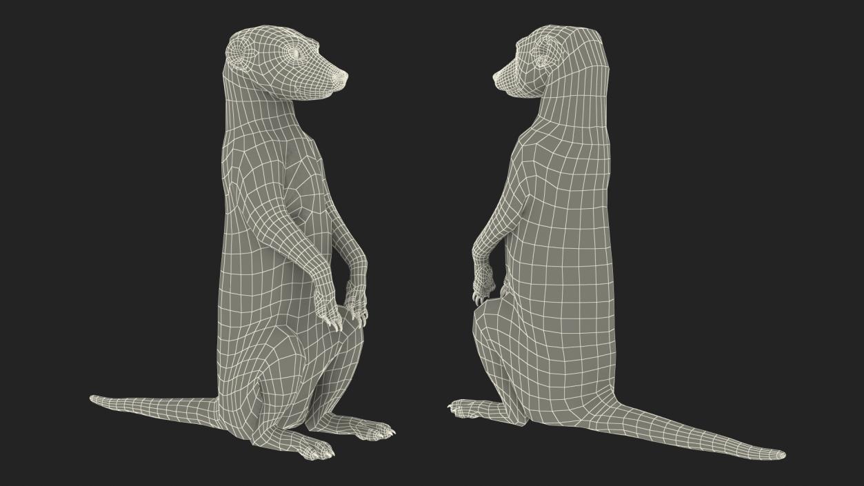 3D model Meerkat Sitting Pose