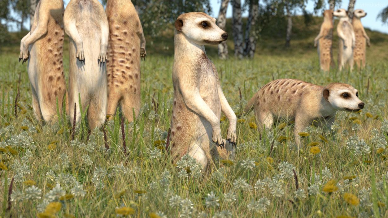 3D model Meerkat Sitting Pose