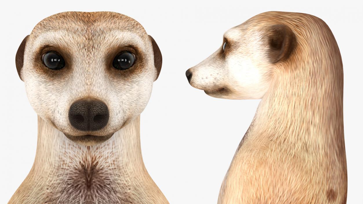 3D model Meerkat Sitting Pose