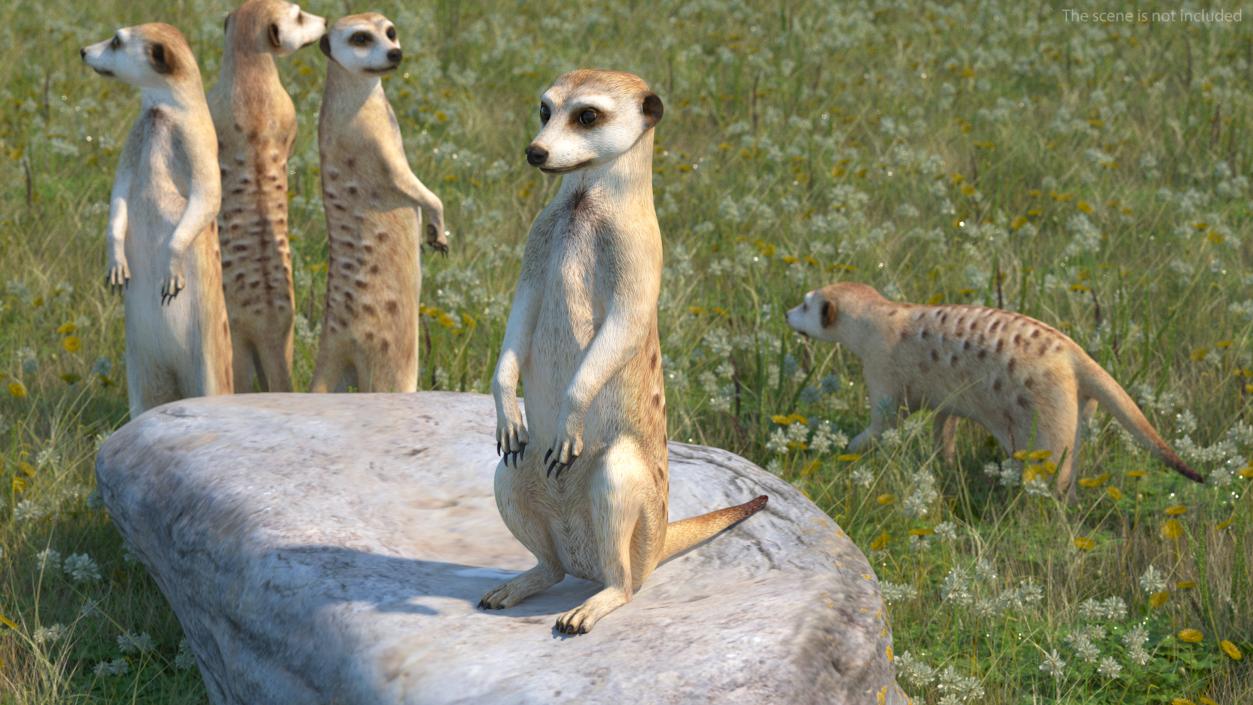 3D model Meerkat Sitting Pose