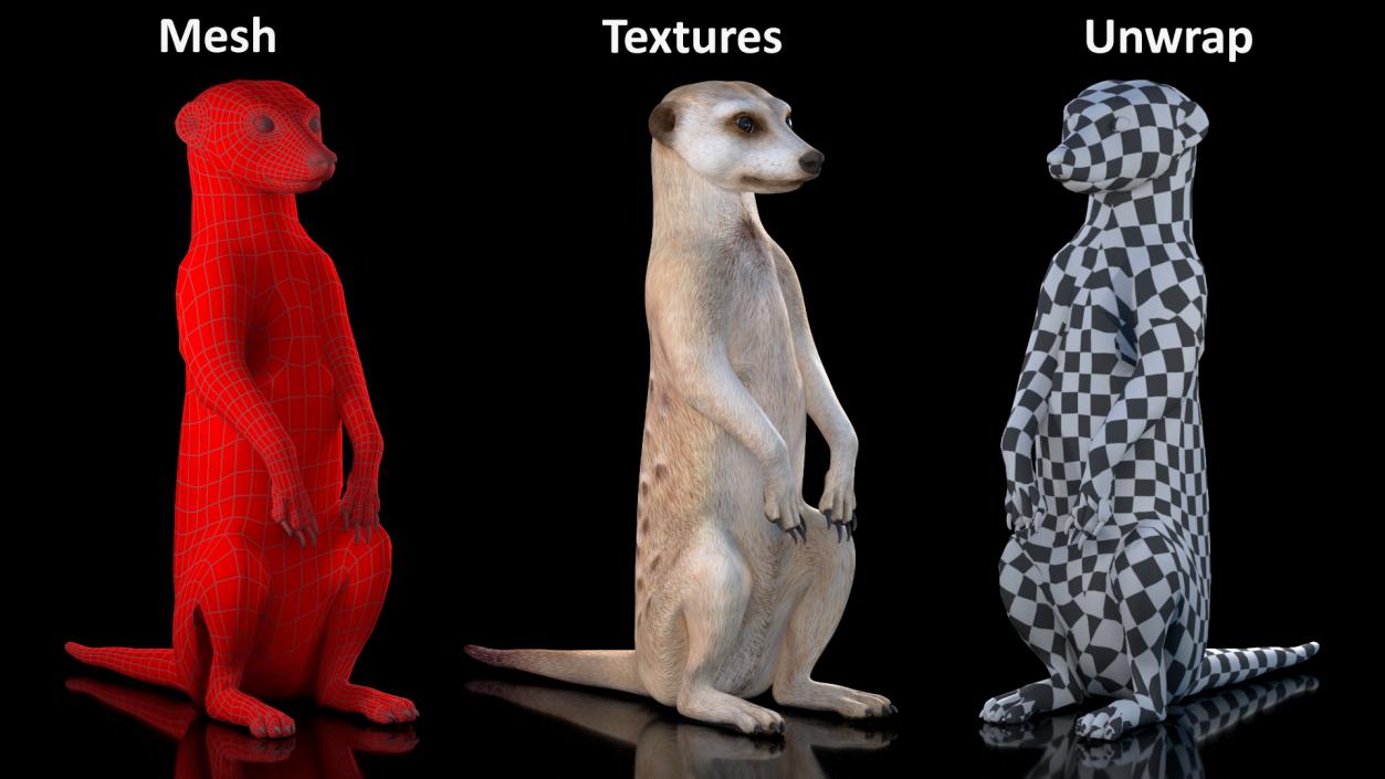 3D model Meerkat Sitting Pose