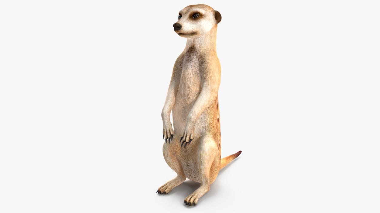 3D model Meerkat Sitting Pose