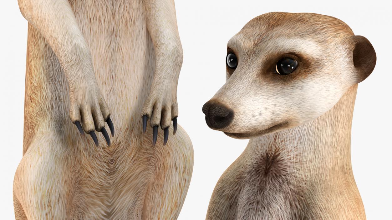 3D model Meerkat Sitting Pose