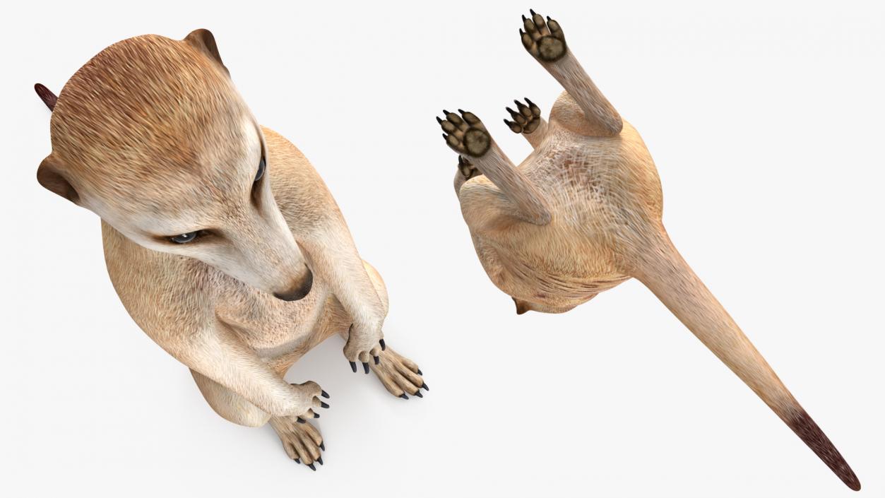 3D model Meerkat Sitting Pose