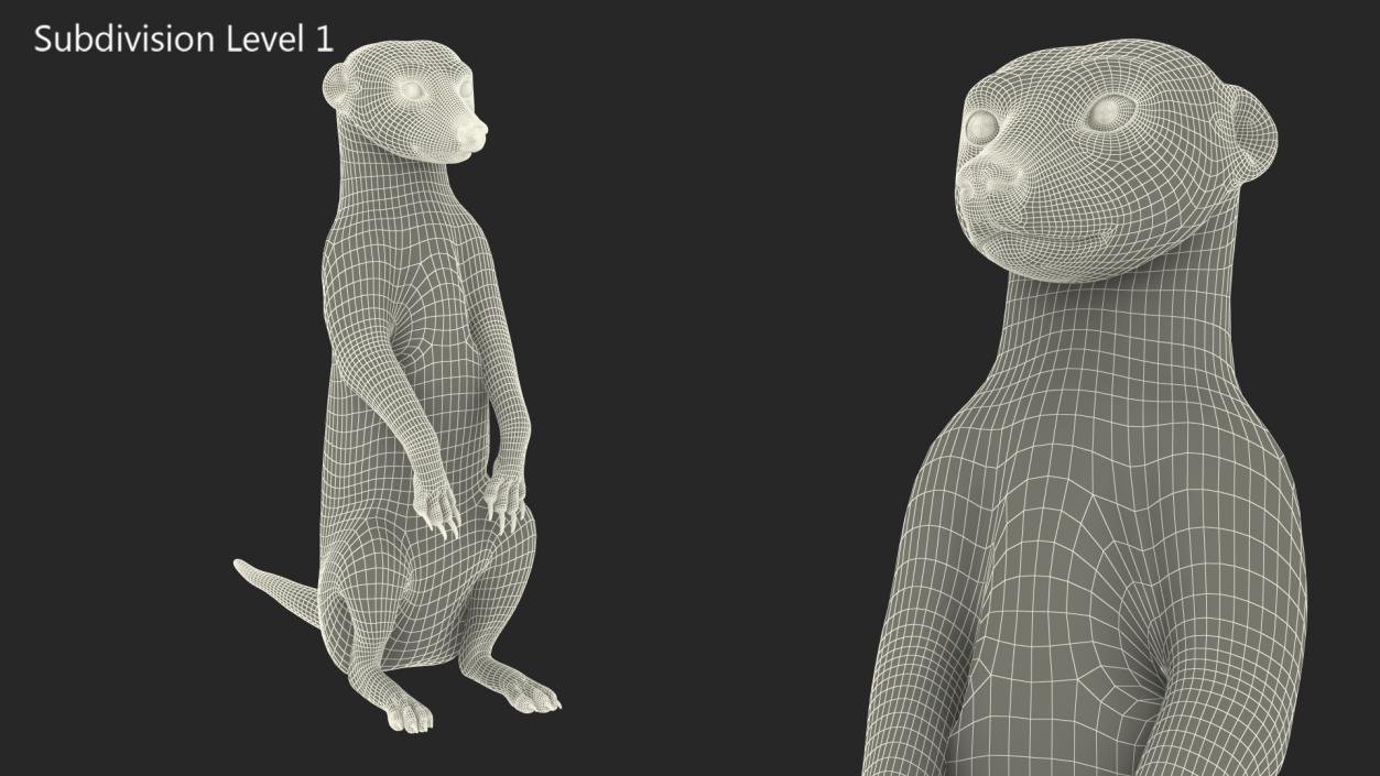 3D model Meerkat Sitting Pose