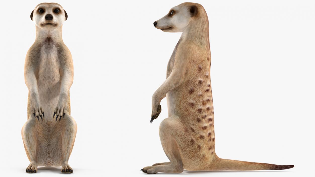 3D model Meerkat Sitting Pose