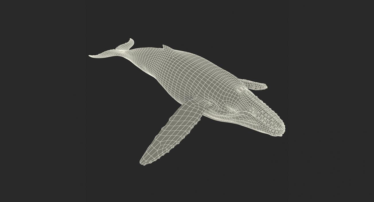 Marine Mammals Rigged Collection 3 3D model