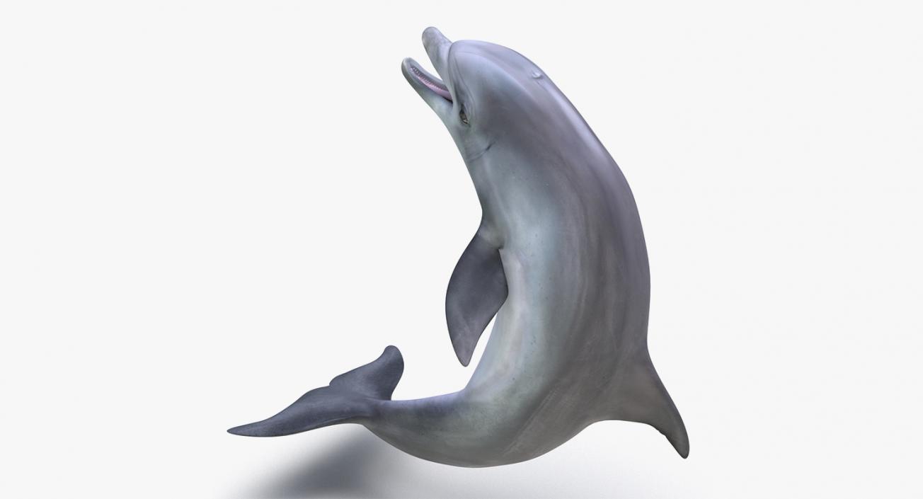 Marine Mammals Rigged Collection 3 3D model