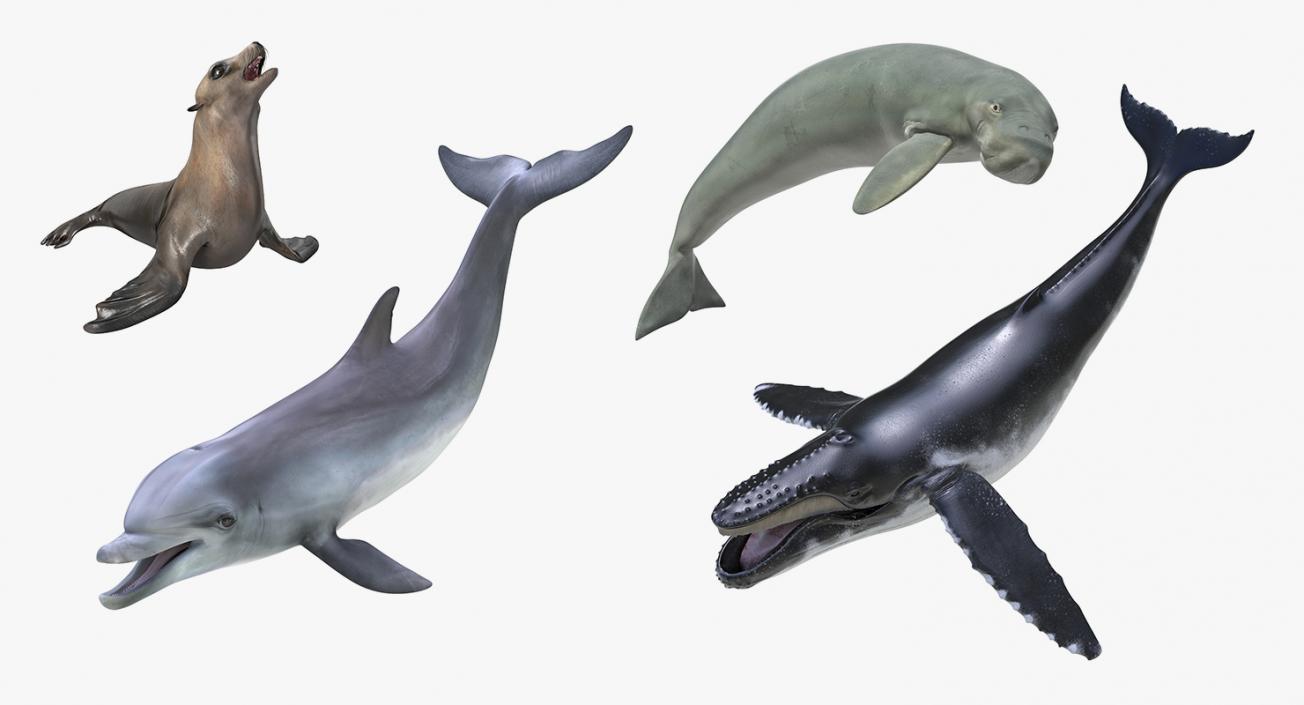 Marine Mammals Rigged Collection 3 3D model