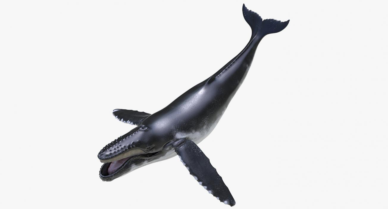 Marine Mammals Rigged Collection 3 3D model