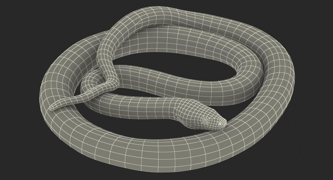 3D model Brown Python Snake Curled pose