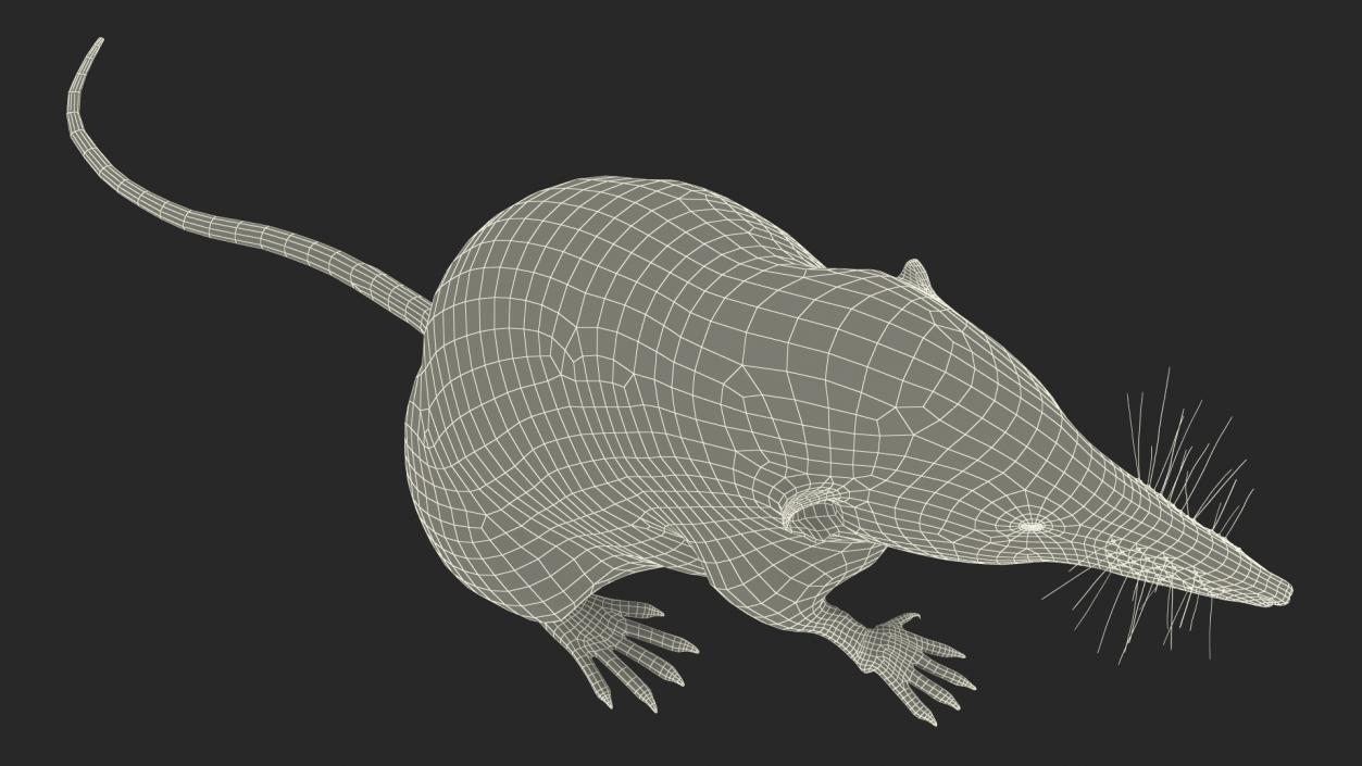 3D Shrew Standing Pose Fur model