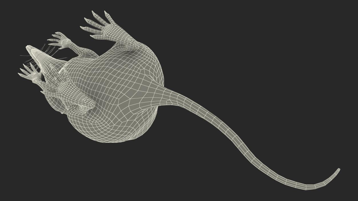 3D Shrew Standing Pose Fur model