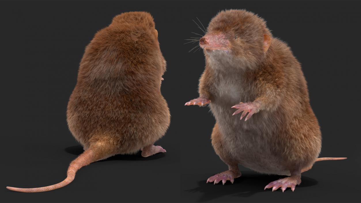 3D Shrew Standing Pose Fur model