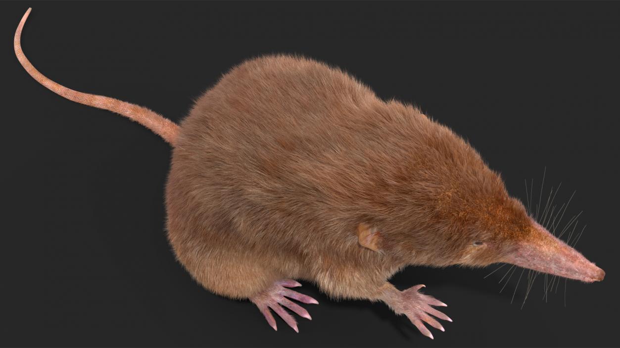 3D Shrew Standing Pose Fur model