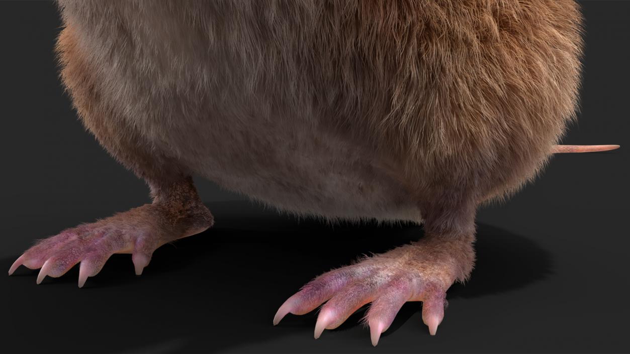 3D Shrew Standing Pose Fur model