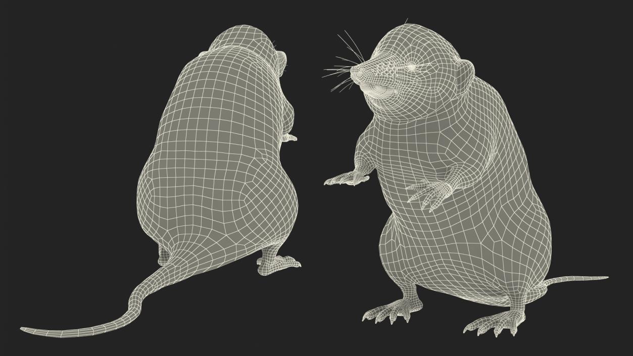 3D Shrew Standing Pose Fur model