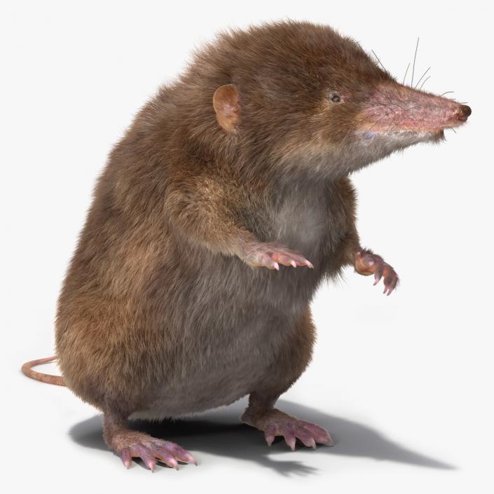 3D Shrew Standing Pose Fur model