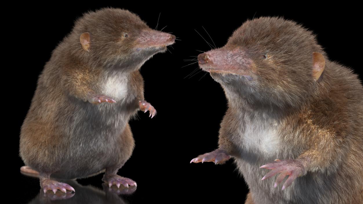 3D Shrew Standing Pose Fur model