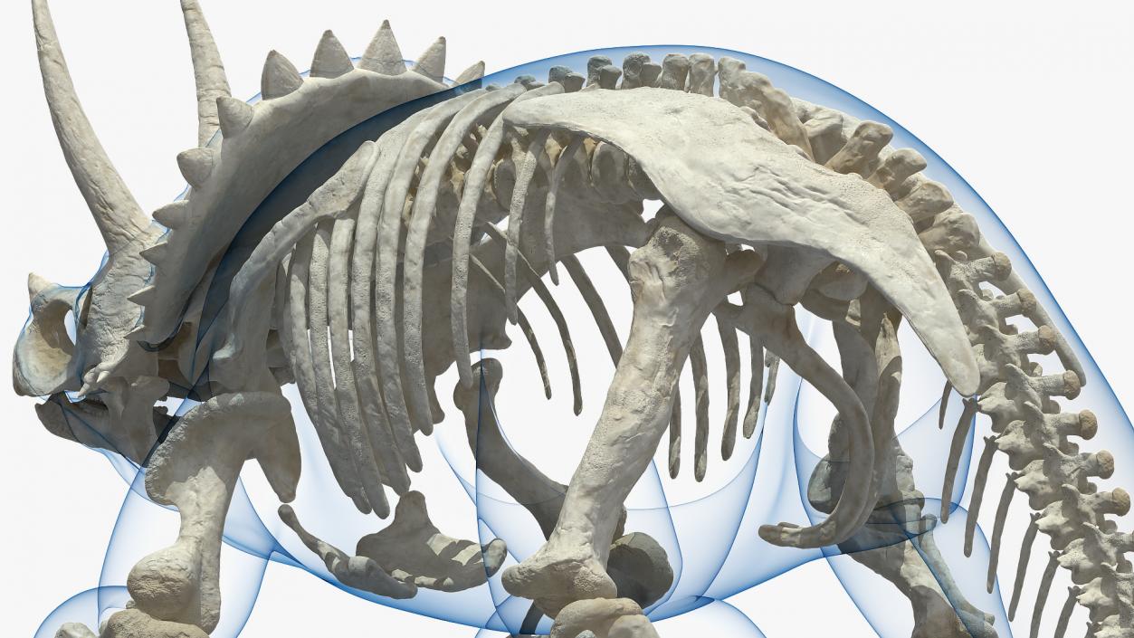 3D Triceratops with Skeleton Fossil Collection model