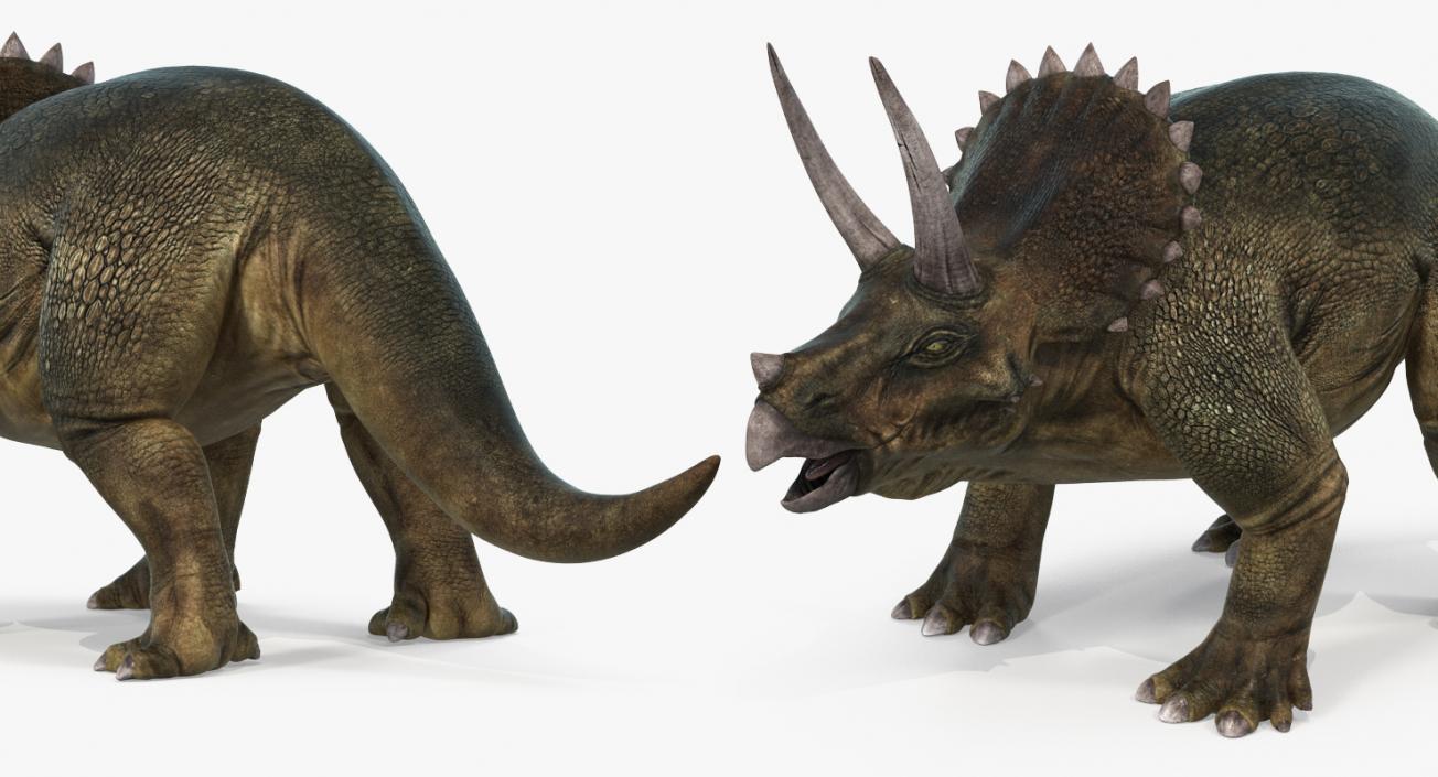 3D Triceratops with Skeleton Fossil Collection model