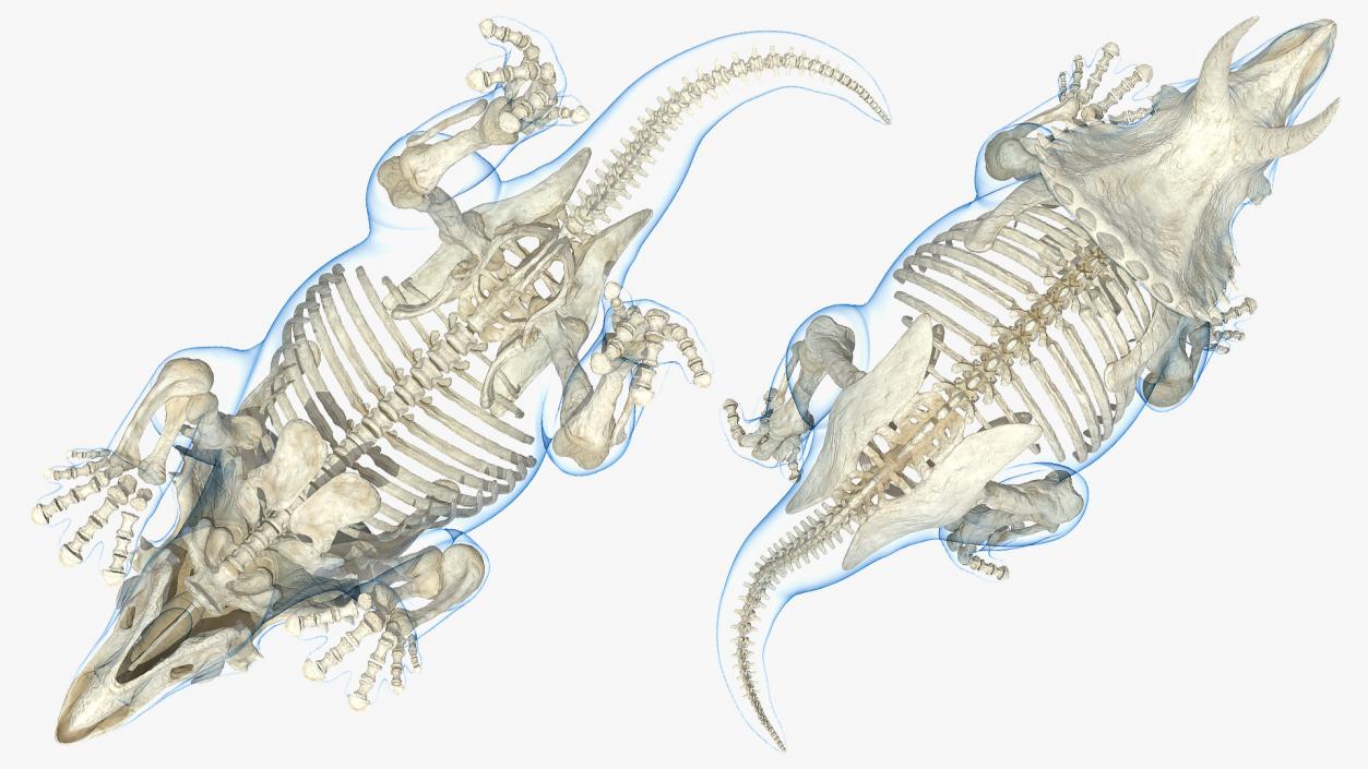 3D Triceratops with Skeleton Fossil Collection model