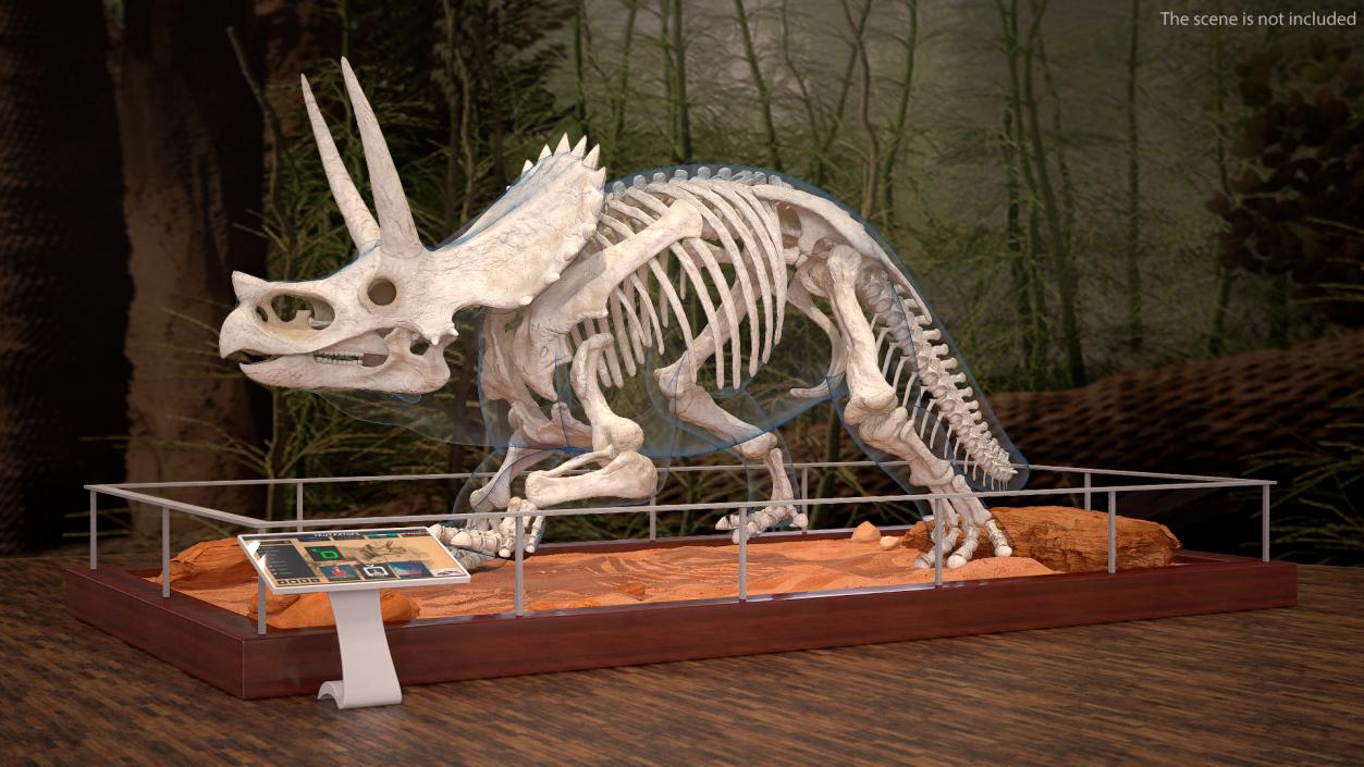 3D Triceratops with Skeleton Fossil Collection model