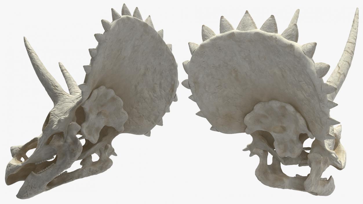 3D Triceratops with Skeleton Fossil Collection model