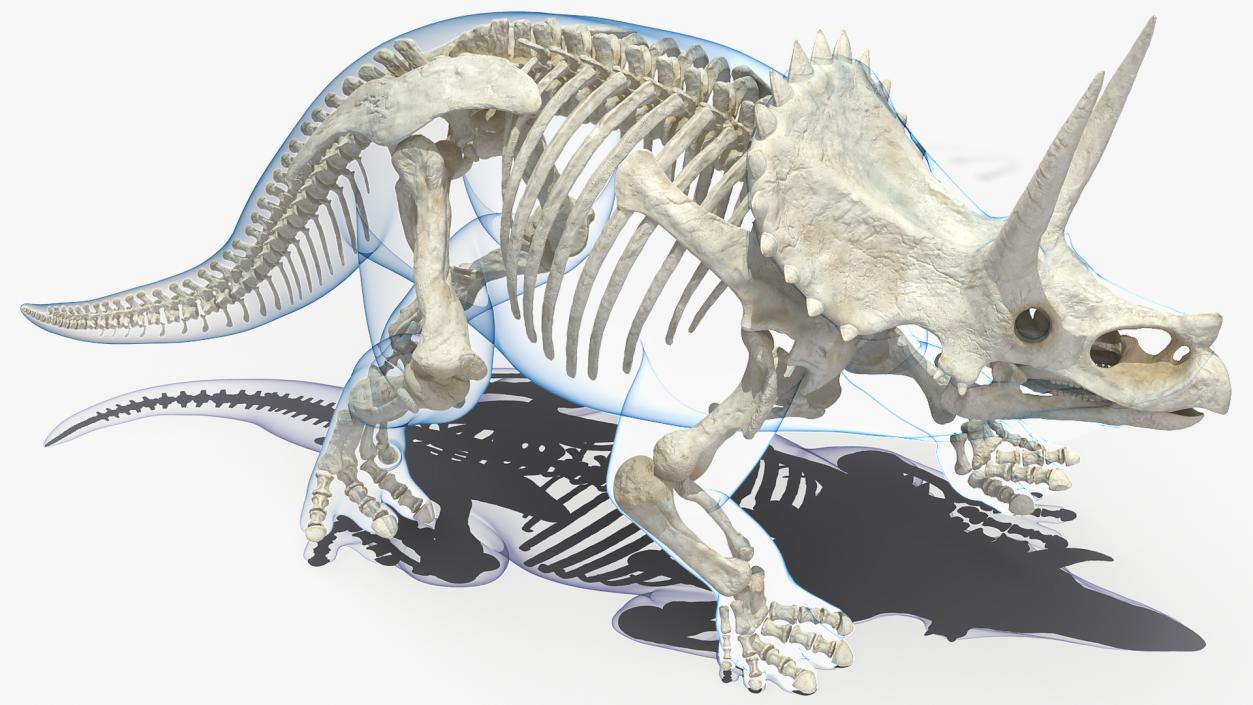 3D Triceratops with Skeleton Fossil Collection model