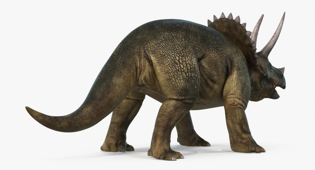 3D Triceratops with Skeleton Fossil Collection model