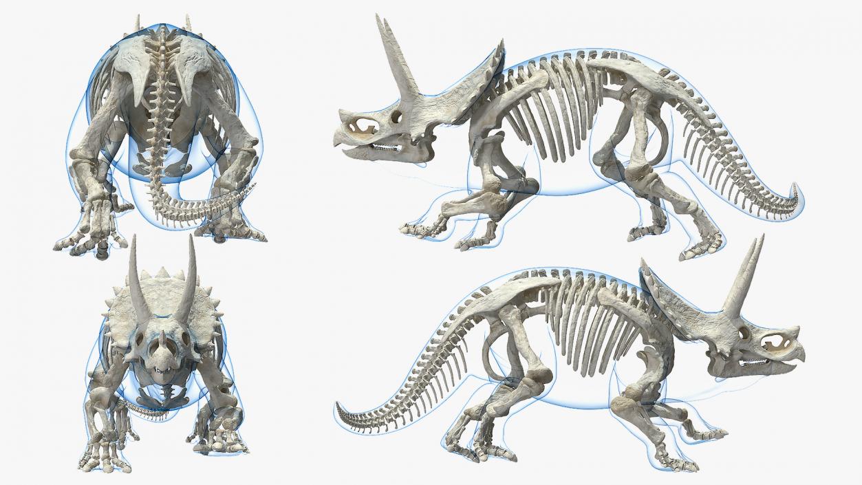 3D Triceratops with Skeleton Fossil Collection model