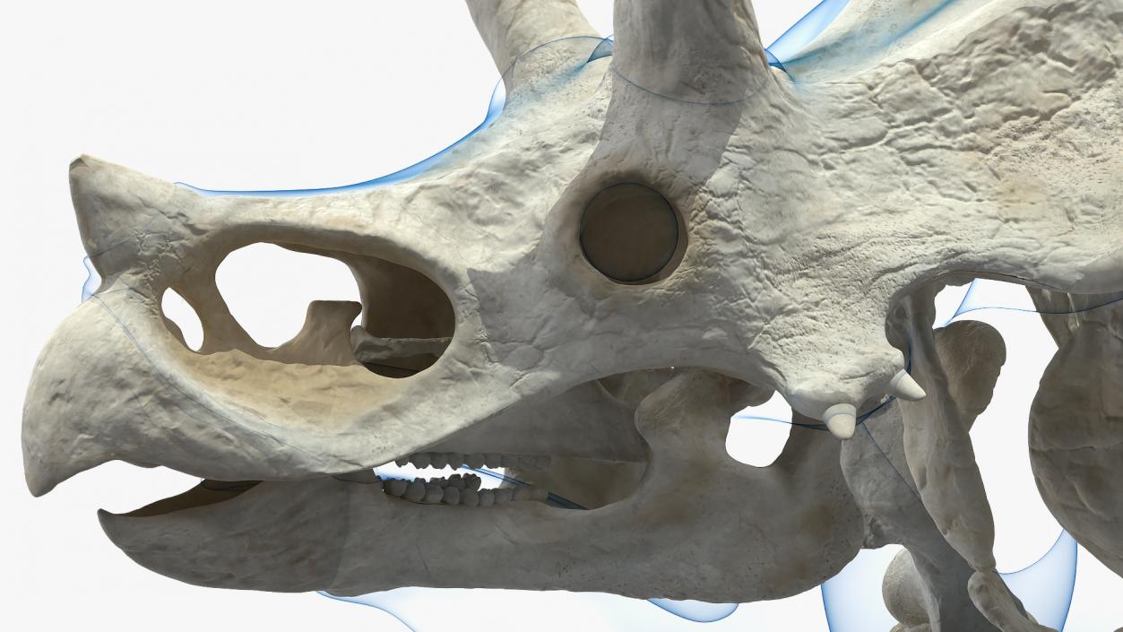 3D Triceratops with Skeleton Fossil Collection model