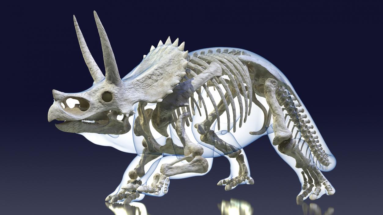 3D Triceratops with Skeleton Fossil Collection model