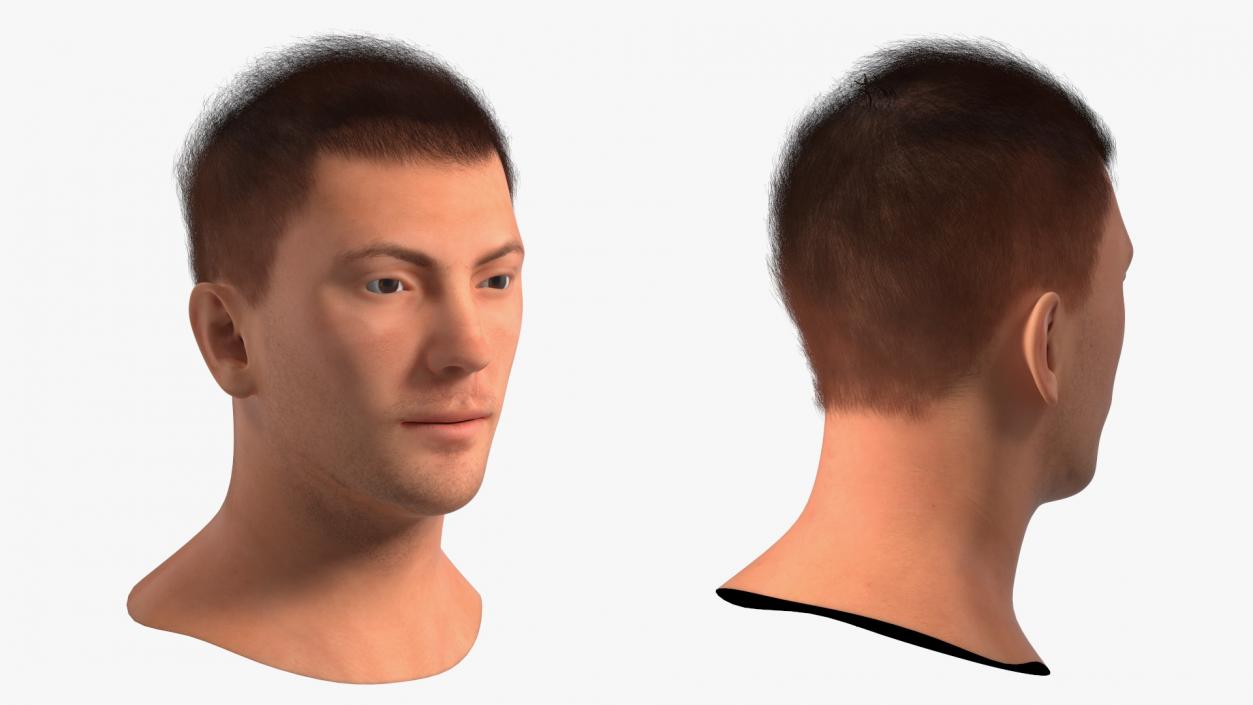 3D Male Head Caucasian Fur model