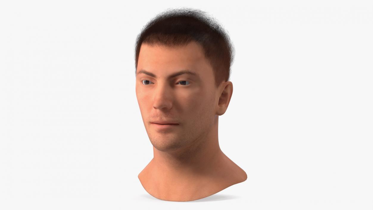 3D Male Head Caucasian Fur model