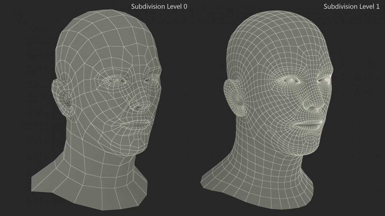 3D Male Head Caucasian Fur model