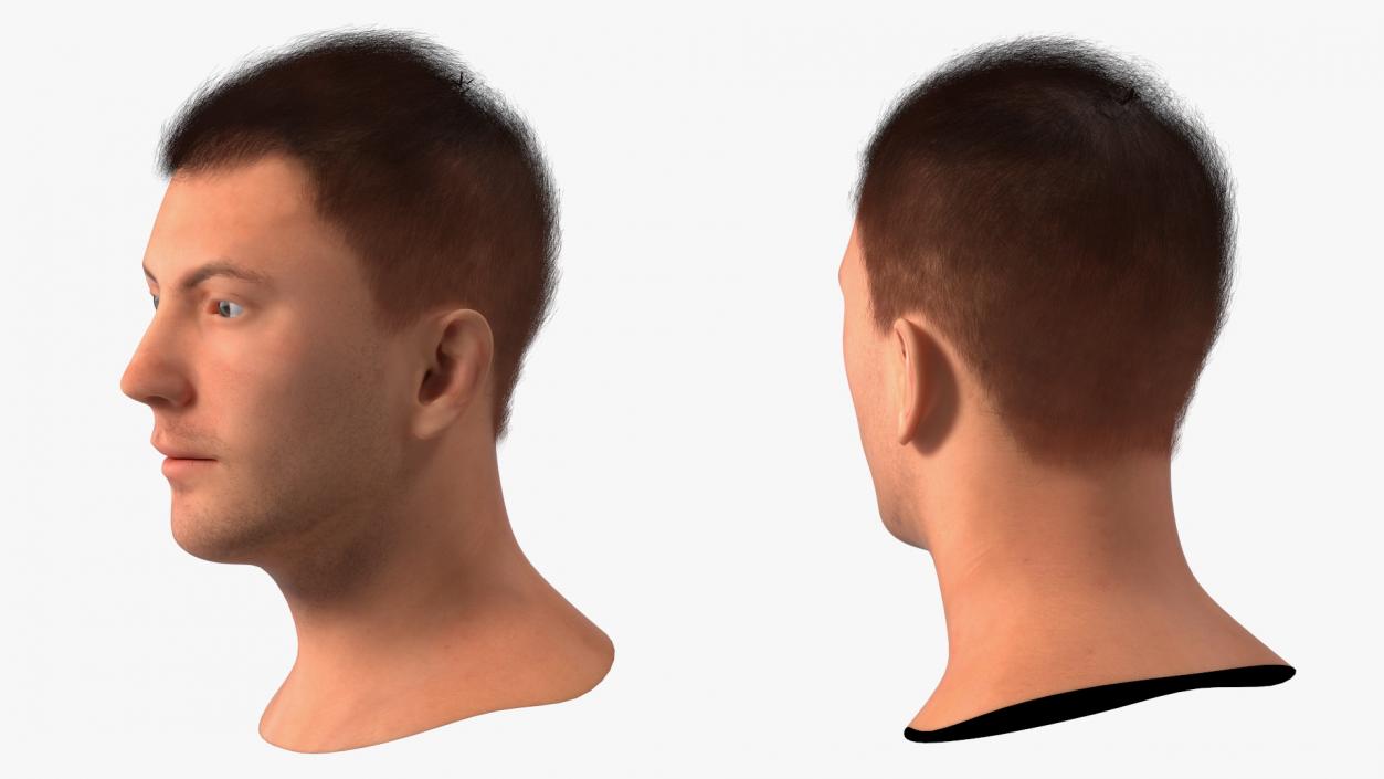 3D Male Head Caucasian Fur model