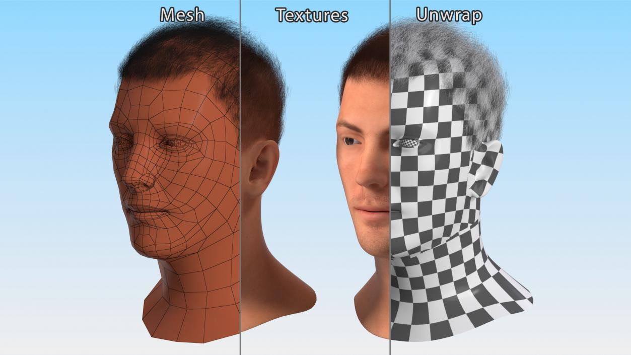 3D Male Head Caucasian Fur model