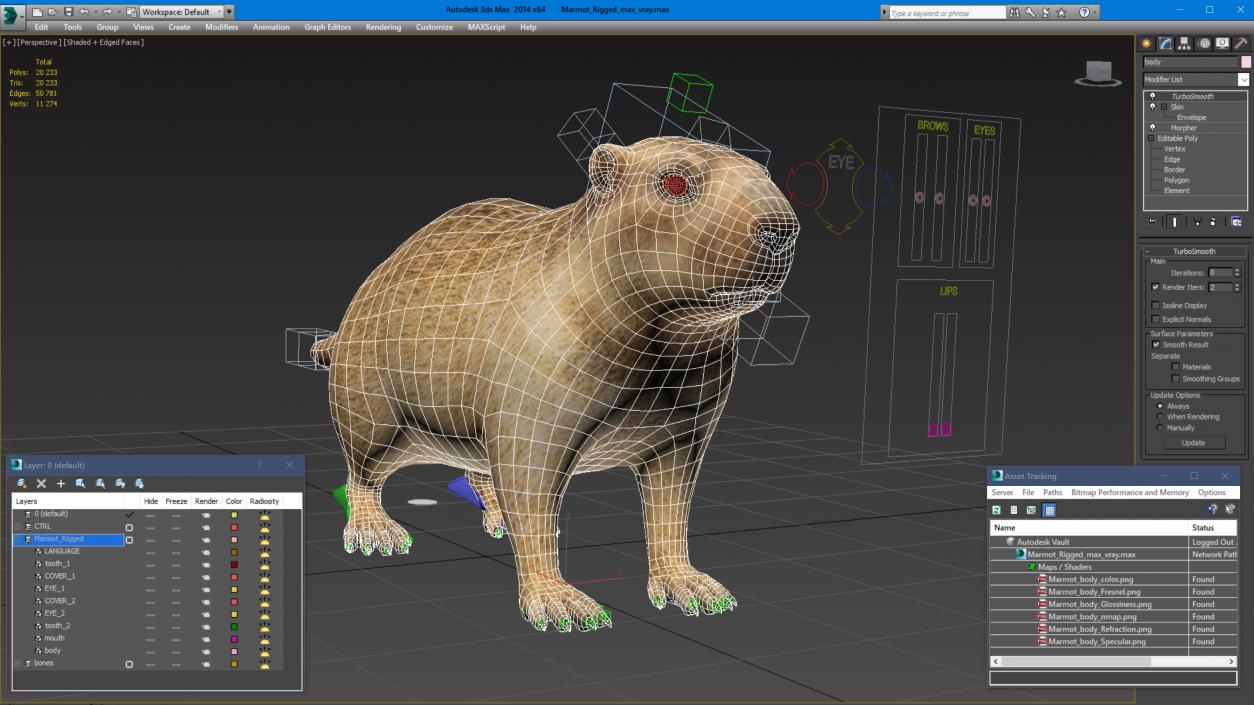 Marmot Rigged for Cinema 4D 3D