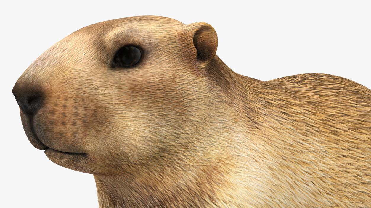 Marmot Rigged for Cinema 4D 3D