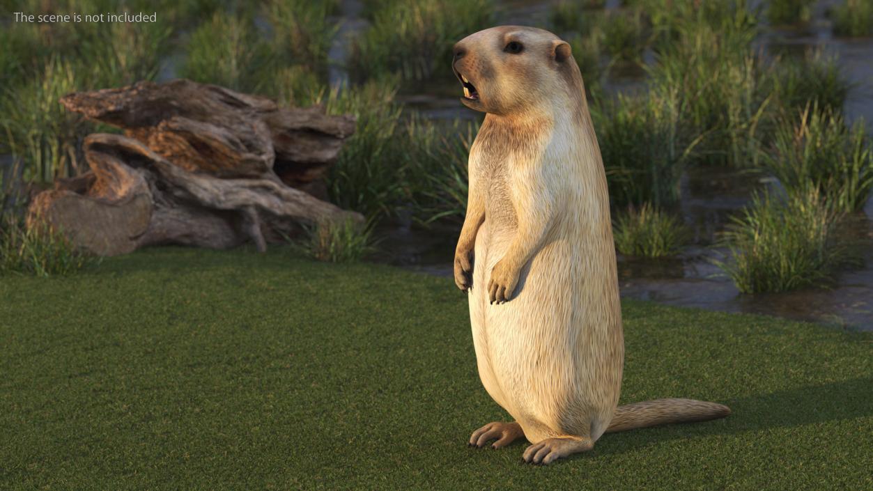 Marmot Rigged for Cinema 4D 3D