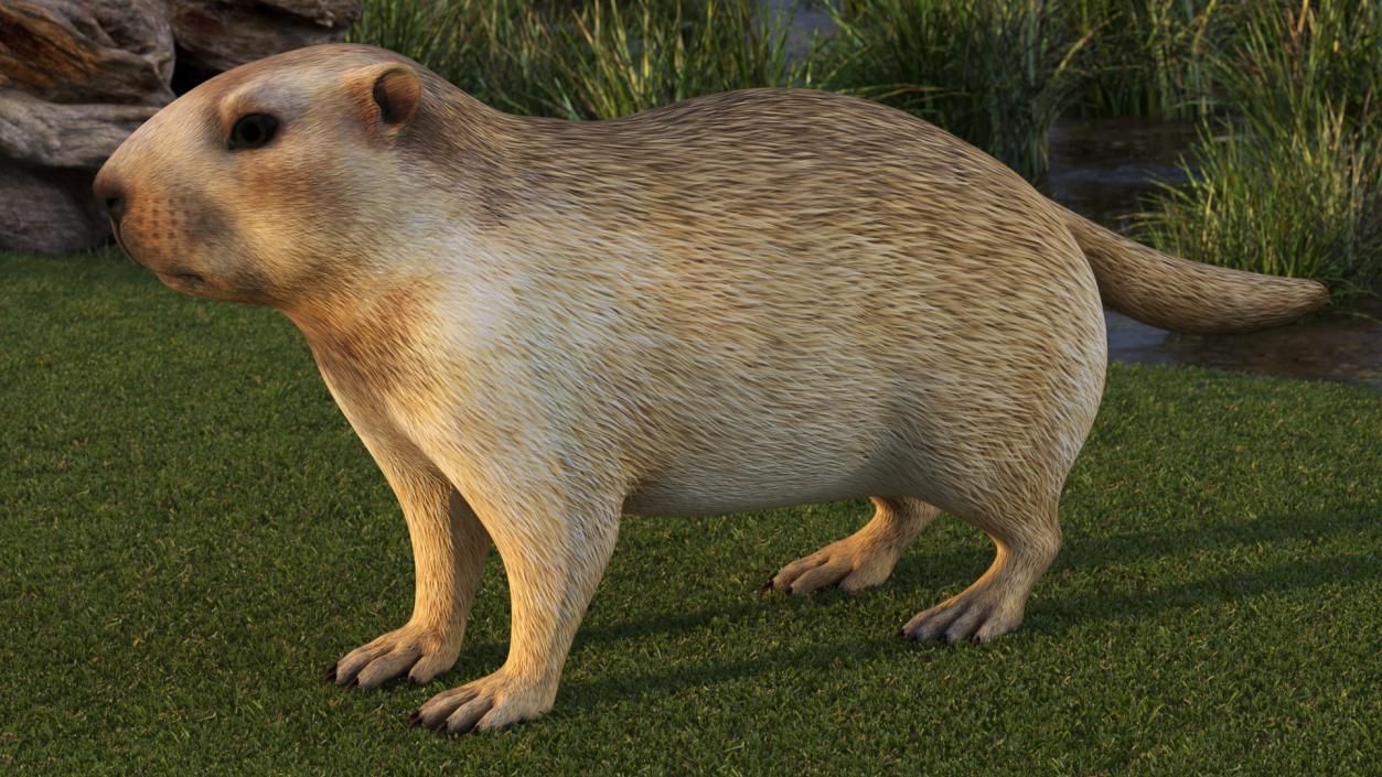 Marmot Rigged for Cinema 4D 3D