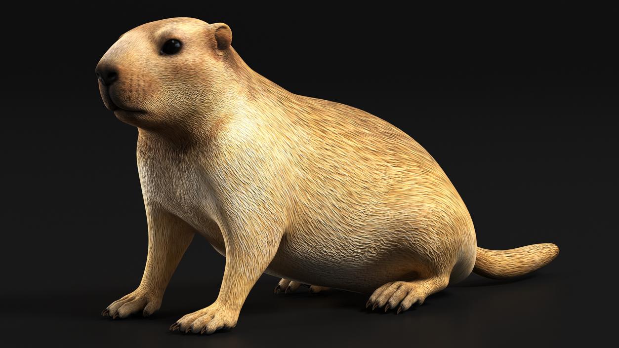 Marmot Rigged for Cinema 4D 3D