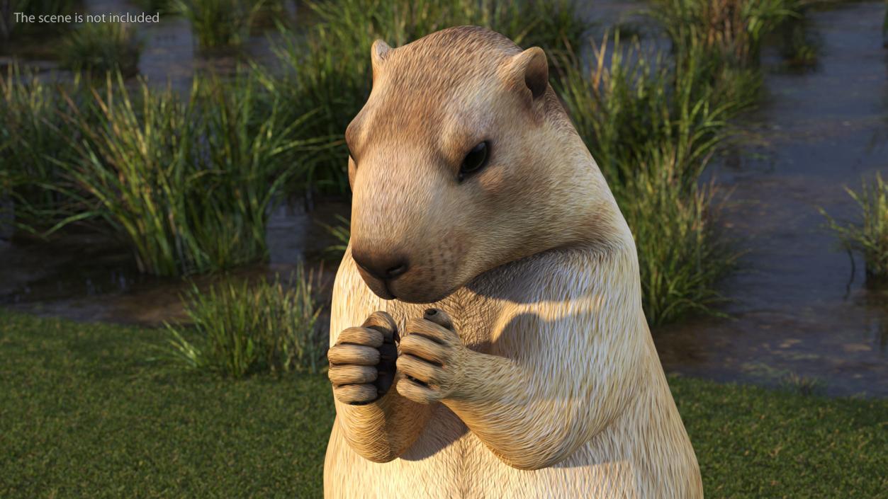 Marmot Rigged for Cinema 4D 3D